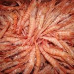 gambas casafrio