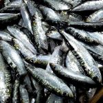 sardinas casafrio