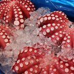 pulpo casafrio