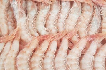 gamba blanca del mediterraneo casafrio